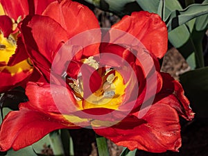 Double Early Tulip \'Abba\' blooming with large red blossoms with double row of feathery petals