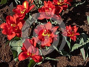 Double Early Tulip \'Abba\' blooming with large red blossoms with double row of petals surrounding a yellow heart