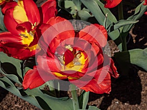 Double Early Tulip \'Abba\' blooming with large red blossoms with row of feathery petals surrounding a yellow heart