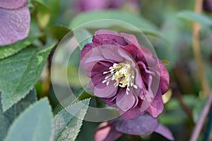 Double Ellen Red Lenten rose