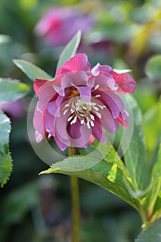 Double Ellen Red Lenten rose