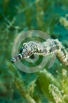 Double-ended pipefish