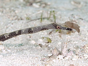 Double-ended pipefish