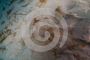 Double-ended pipefish in the Red Sea.
