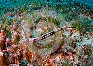 Double-ended pipefish Red Sea