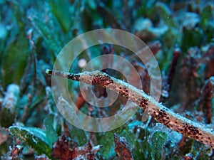 Double-ended pipefish Red Sea in sea grass photo