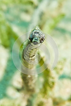 Double-ended pipefish (Trachyhamphus bicoarctatus)
