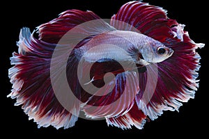 Double exposed of red white Betta fish. Beautiful Siamese fighting fish, Betta splendens isolated on black background