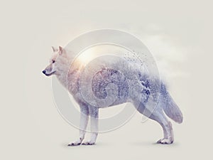 Double exposure with an arctic wolf