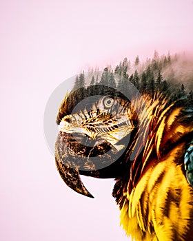 Double exposure. The bird and the forest.