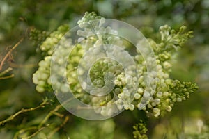 Double exposure of a branch of blossoming lilac flowers. Lilac background.