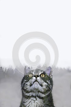 Double exposure of  cat and foggy pine forest.