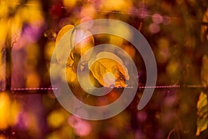 Double exposure of colorful leaves background