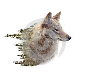 Double exposure of coyote portrait and pine forest