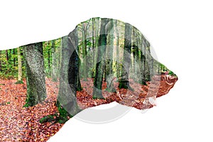 Double exposure of dog and forest