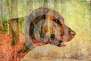 Double exposure of dog and forest