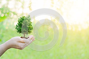 Double Exposure Ecology concept Human hands holding big plant tree