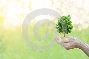 Double Exposure Ecology concept Human hands holding big plant tree