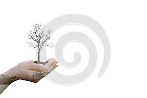 Double Exposure Ecology concept Human hands holding big plant tree