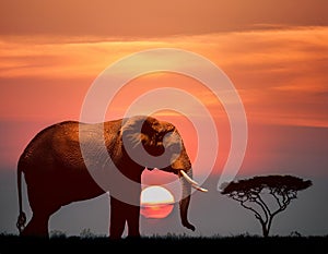 Double Exposure Effect of Elephant at Sunset