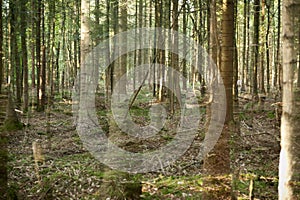 Double exposure in a Forest with Abies grandis