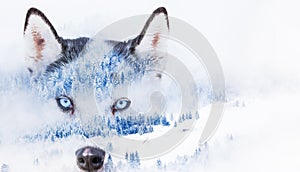 double exposure of husky eyes and snowy firs in foggy winter landscape