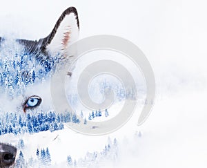 double exposure of husky eyes and snowy firs in foggy winter landscape