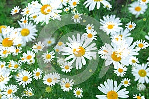 Double exposure of a large white daisy on the field