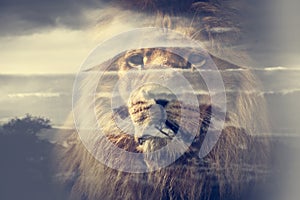 Double exposure of lion and Mount Kilimanjaro savanna landscape.