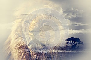 Double exposure of lion and Mount Kilimanjaro savanna landscape.