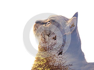 Double exposure portrait of a cat watching pigeons