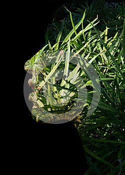 A double exposure portrait of a young woman's profile against black background and green foliage