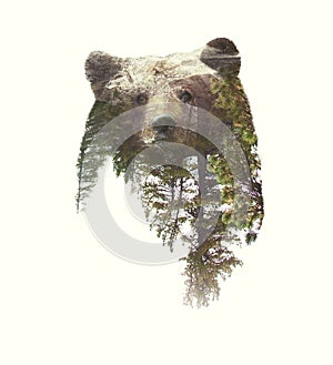 Double Exposure Portraits of Bear and Green Forest