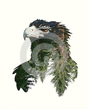 Double Exposure Portraits of Eagle and Tree Branch