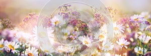 Double exposure on purple and daisy flowers, beautiful nature in meadow