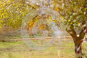 Double exposure of single trees during spring time.