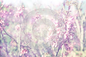 Double exposure of Spring Cherry blossoms tree. abstract background. dreamy concept