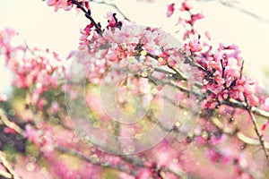 Double exposure of Spring Cherry blossoms tree. abstract background. dreamy concept with glitter overlay