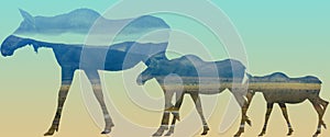 A Double Exposure of three female moose and a landscape image of Denali National Park with a gradient background