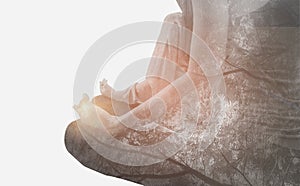 Double exposure-tranquility yoga woman meditation to purify mind, branch large tree spreading on isolated white background,