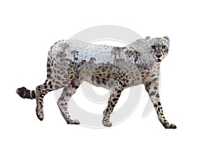 Double exposure of walking cheetah