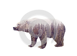 Double exposure of a wild bear and a pine forest