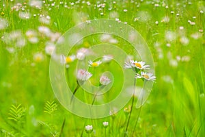 Double exposures of tiny daisy flowers on the meadow