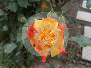 Double Fire Rose