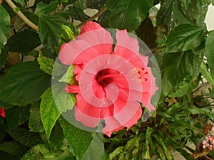A double flower red China rose (Hibiscus rosa sinensis) on a background of green leaves