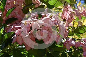 Double Flower Tree from Hawaii