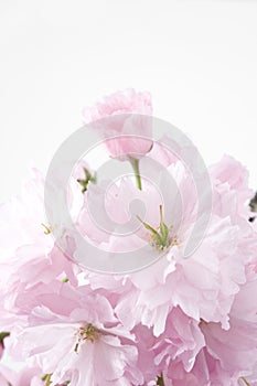 Double-flowered cherry blossom