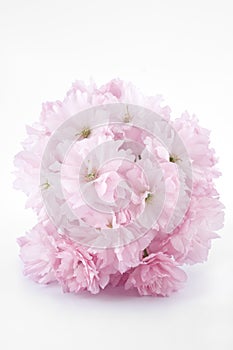 Double-flowered cherry blossom