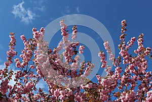 Double-flowered cherry blossoms with blue sky