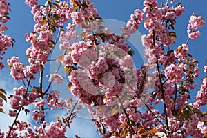 Double-flowered cherry blossoms with blue sky